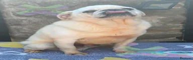 Pug 1