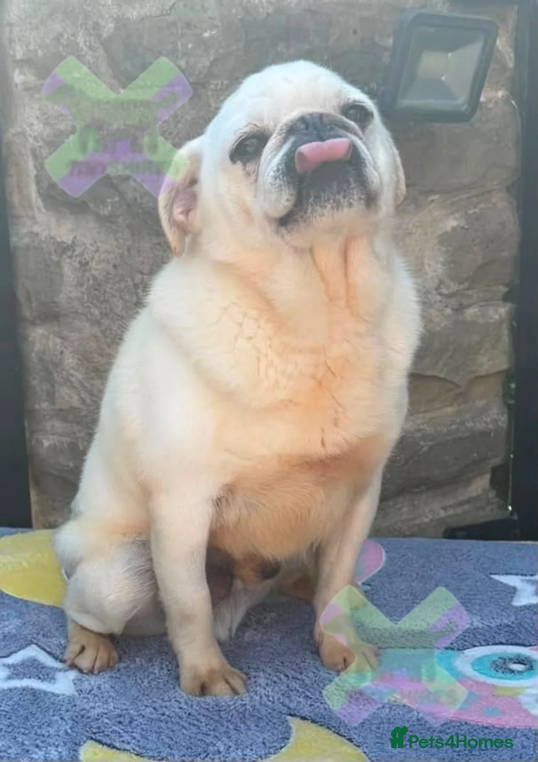 Pug dogs for sale: Adult white pug neutered retired home required  - Advert 1