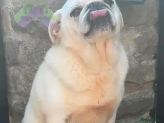 Pug dogs Adult white pug neutered retired home required - Advert 1