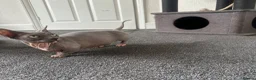 Sphynx cats for sale: Bambino female for sale  - Advert 2