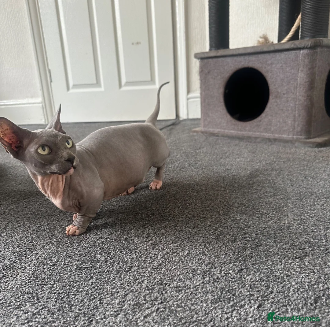 Sphynx cats for sale: Bambino female for sale  - Advert 2
