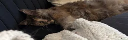 Maine Coon cats for sale: Maine coon female  - Advert 1