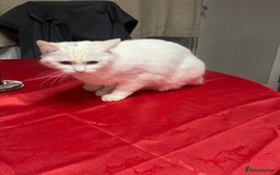 British Longhair cats for sale: White cat  for 20 pounds  - Image 2