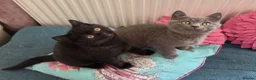 British Shorthair cats for sale: British shorthair kittens  - Advert 1