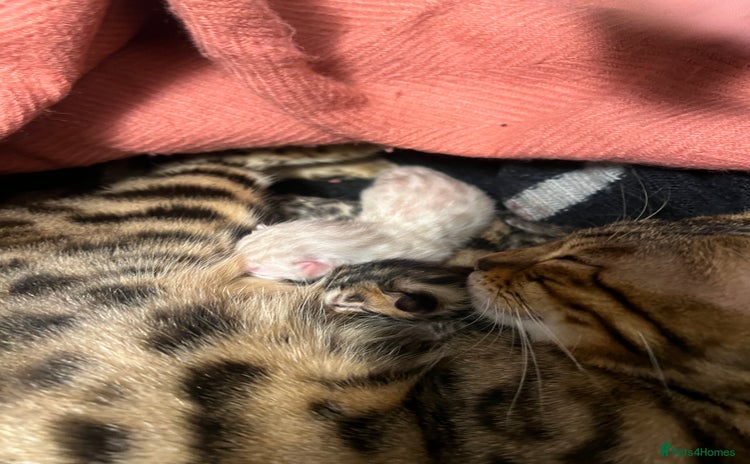 Bengal cats - Advert 7