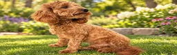 Maltipoo dogs for stud: ✨MALTIPOO STUD✨ HEALTH TESTED ✨ KC PARENTS 👑 - Advert 6