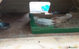 Chickens poultry for sale: Broody Serama hens for sale - Image 2