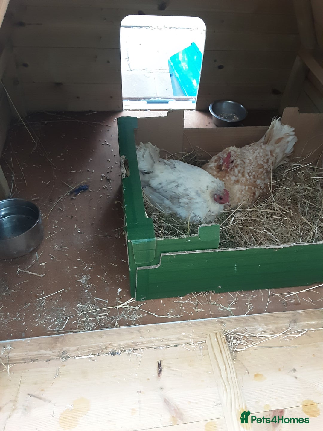 Chickens poultry for sale: Broody Serama hens for sale - Image 2