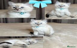 Ragdoll cats for sale: 6 beautiful PURE Ragdolls - Champion Bloodlines - Image 12