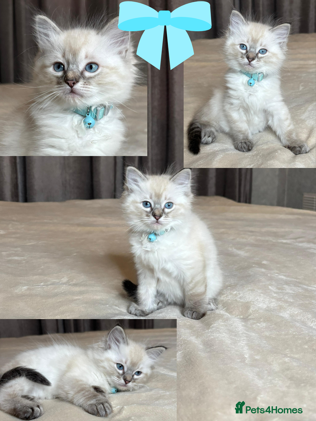 Ragdoll cats for sale: 6 beautiful PURE Ragdolls - Champion Bloodlines - Image 12