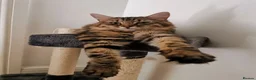 Mixed Breed cats for sale: Loving Maine Coon Mix Needs a New Home - Advert 1