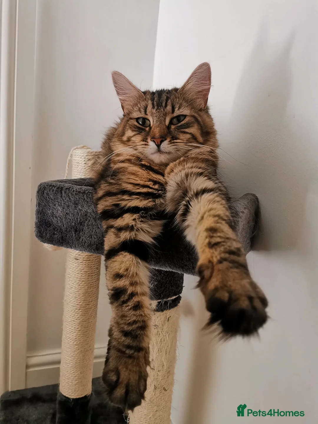 Mixed Breed cats for sale: Loving Maine Coon Mix Needs a New Home - Advert 1