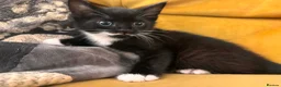 Mixed Breed cats for sale: 3 beautiful, playful boys. 1 black 2 tuxedo  - Advert 9