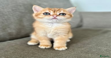 British Shorthair cats - Advert 12