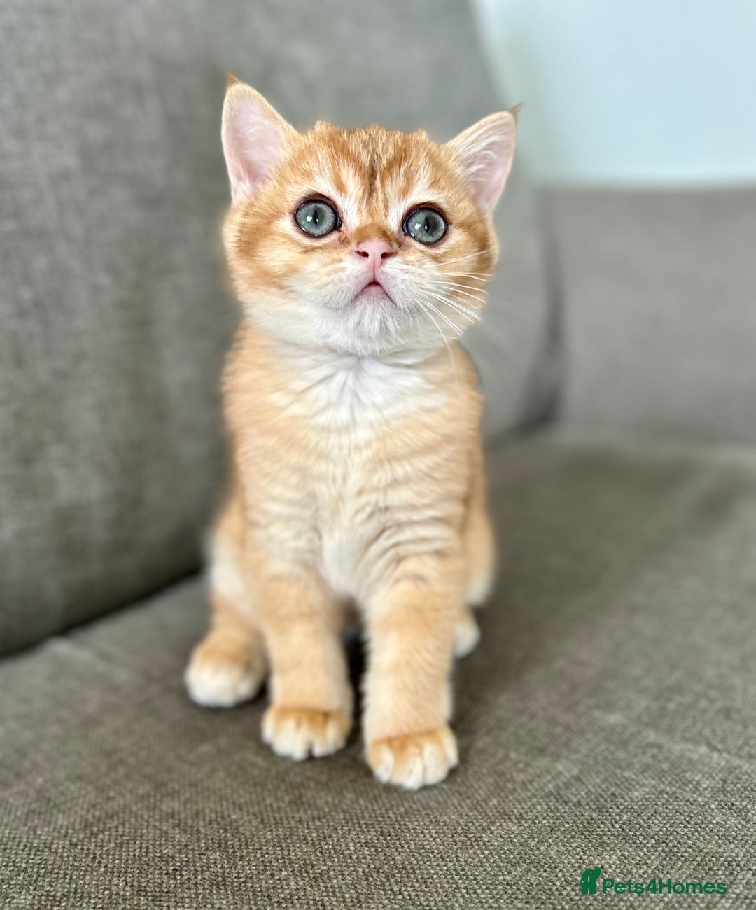 British Shorthair cats for sale: ‼️‼️BSH Chocolate Golden Shaded 1 BOY - Image 3