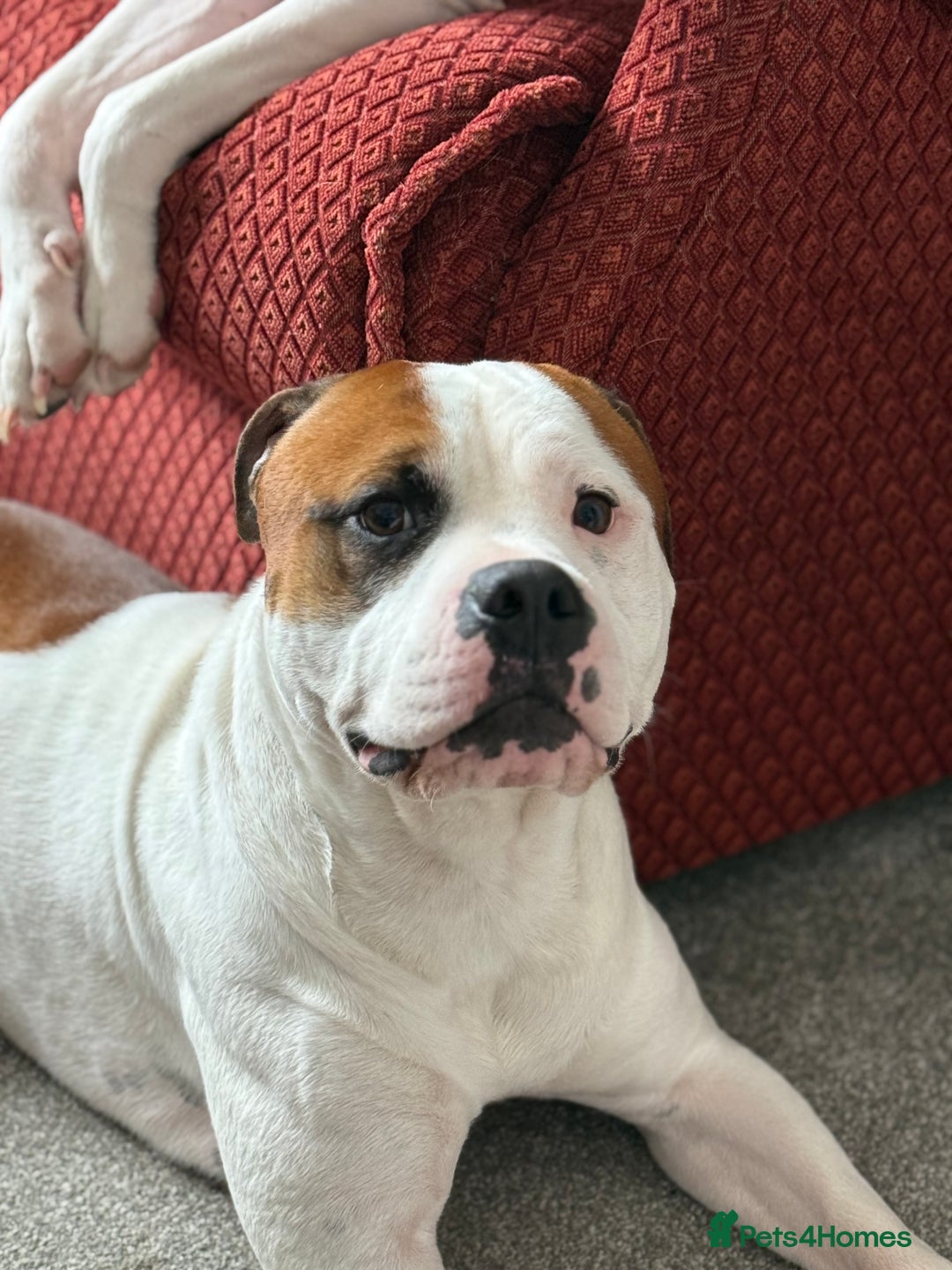 American Bull Staffy dogs for stud: Looking to stud - Image 8