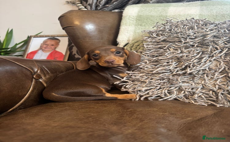 Miniature Dachshund dogs - Advert 4