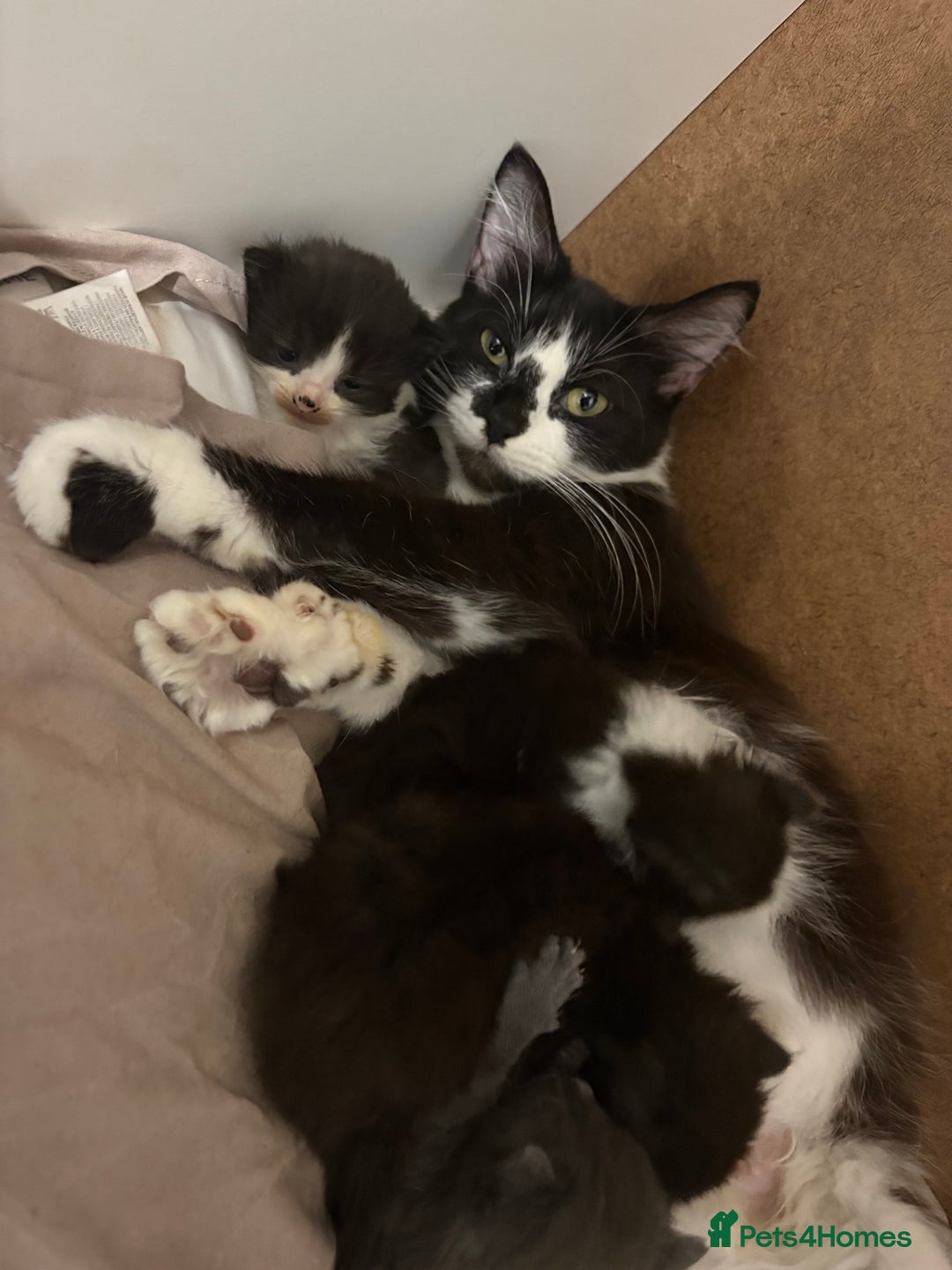 Mixed Breed cats for sale: 2 beautiful kittens( 1 male, 1 female) - Advert 6