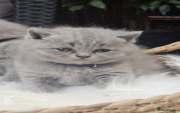 British Shorthair cats for sale: Show Quality Champions British Shorthair GCCF - Image 14