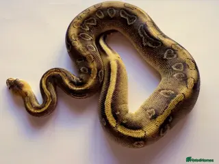 Python Snake reptiles 2023 Female Ball Python (Multiple Genes) - Advert 11