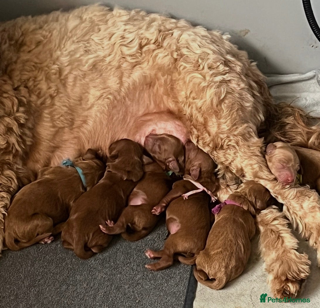 Mixed Breed dogs for sale: Mini Red Double Doodles  - Advert 2