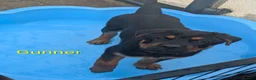 Mixed Breed dogs for sale: German Shepherd Cross Puppies  - Advert 10