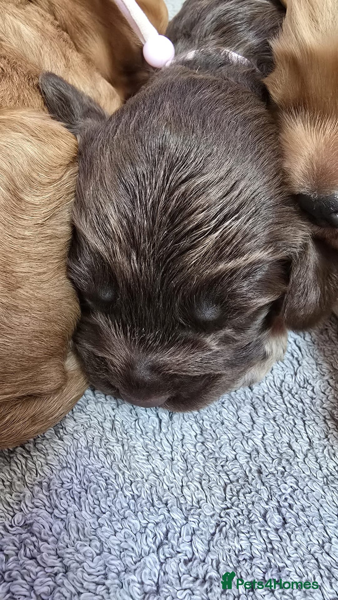 Cockapoo dogs for sale: Champion Line 🏆 F1 Miniature Cockapoo Puppies  - Image 12