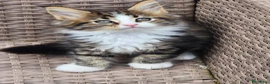 Maine Coon 2
