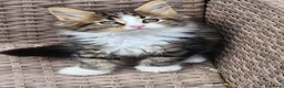Maine Coon cats for sale: Maine Coon ginger Ready Now!! Absolutely gorgeous! - Advert 36