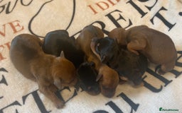 Miniature Pinscher dogs for sale: PURE 100% Miniature Pinscher , KC-reg, DNA tested in Manchester - Image 13