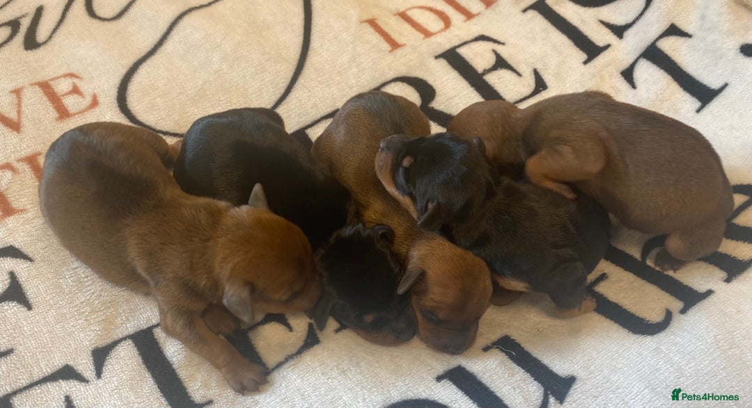 Miniature Pinscher dogs for sale: PURE 100% Miniature Pinscher , KC-reg, DNA tested in Manchester - Image 13