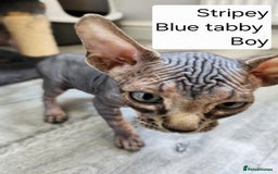 Sphynx cats for sale: REDUCED Ready now qualityTica Canadian kittens - Image 13