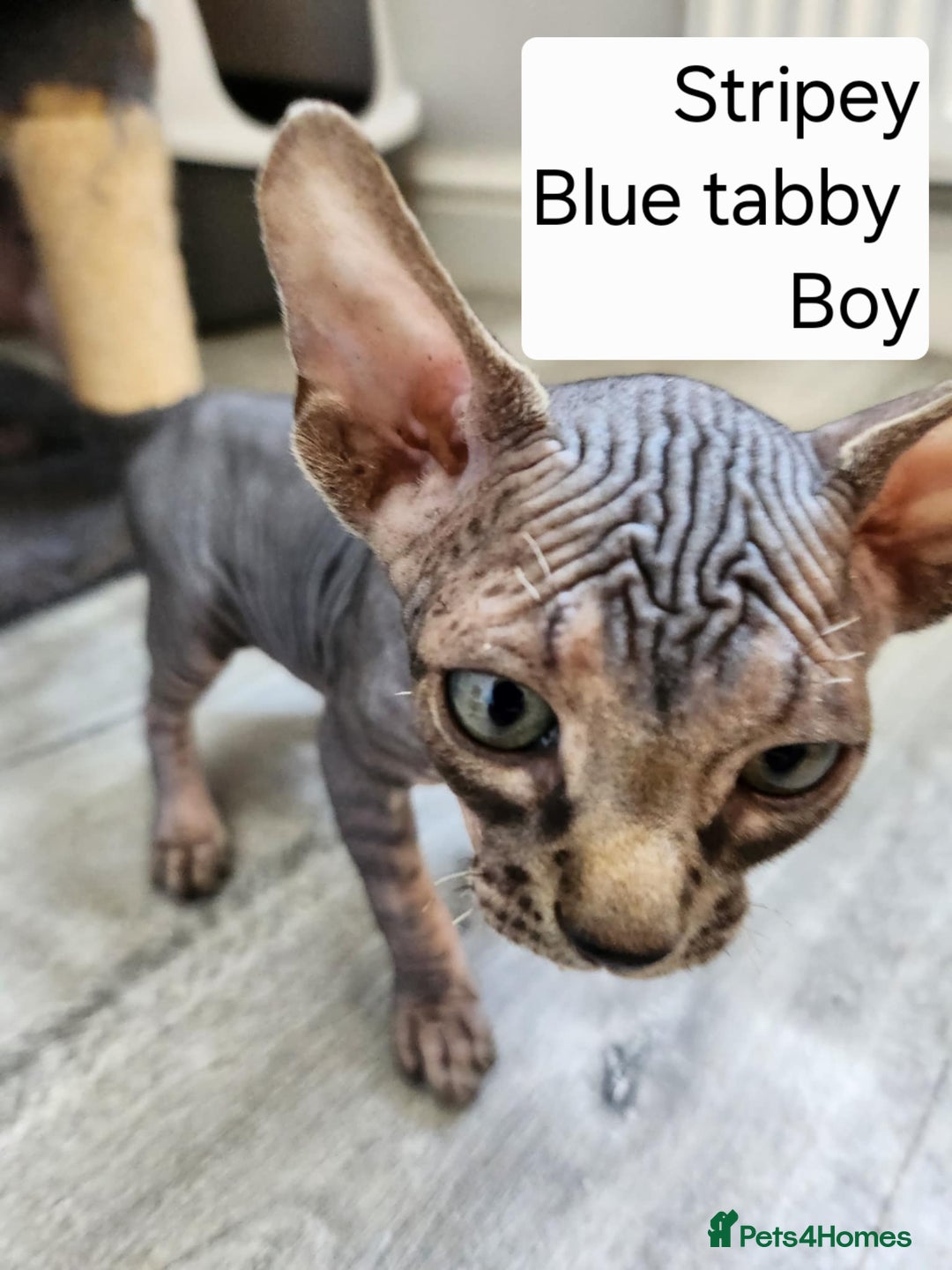 Sphynx cats for sale: REDUCED Ready now qualityTica Canadian kittens - Image 13