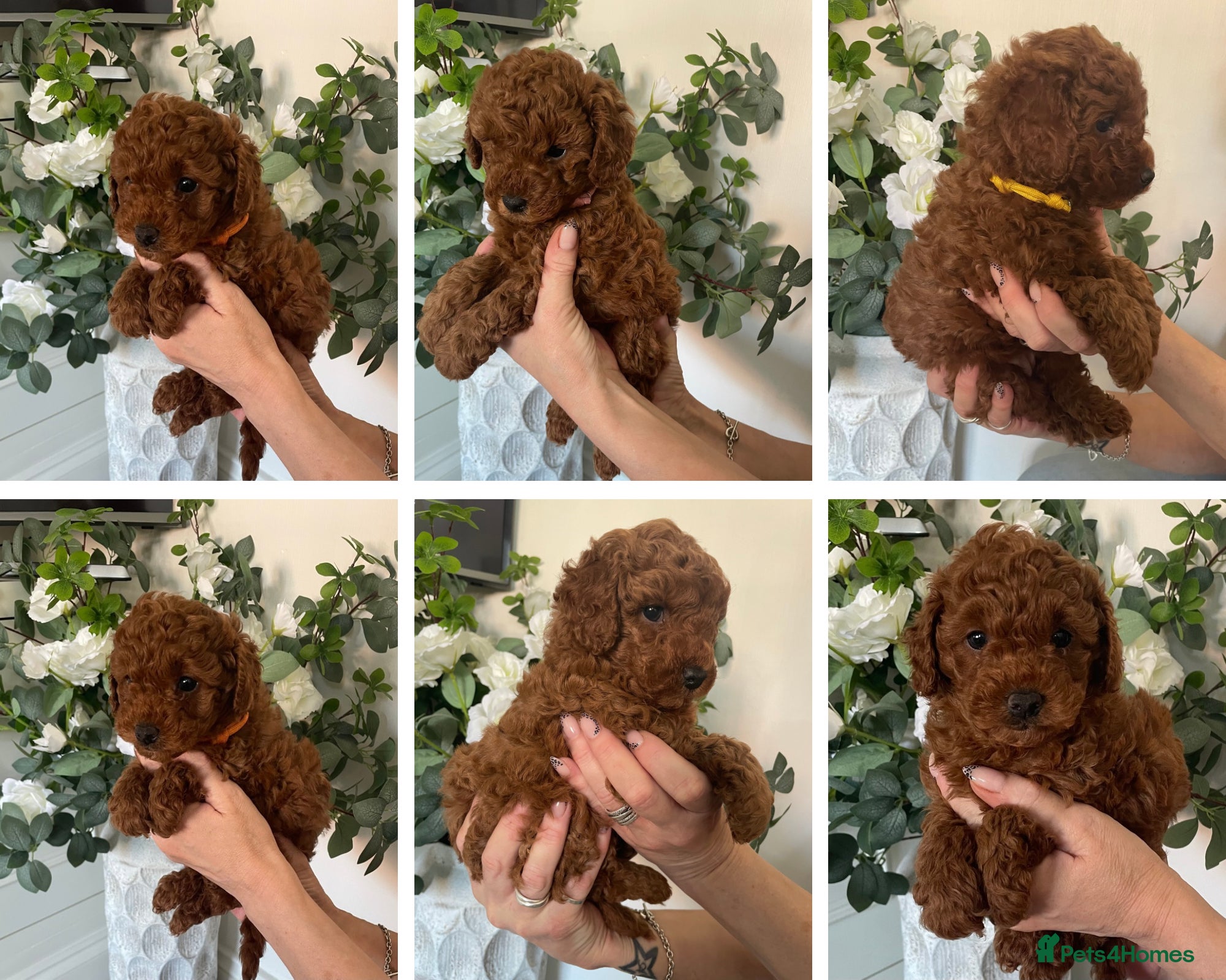 Cavapoochon dogs DNA Tested Hypoallergenic Cavapoochon F1BB Babies  - Advert 1