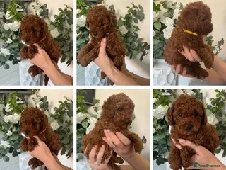 Cavapoochon dogs DNA Tested Hypoallergenic Cavapoochon F1BB Babies - Advert 9
