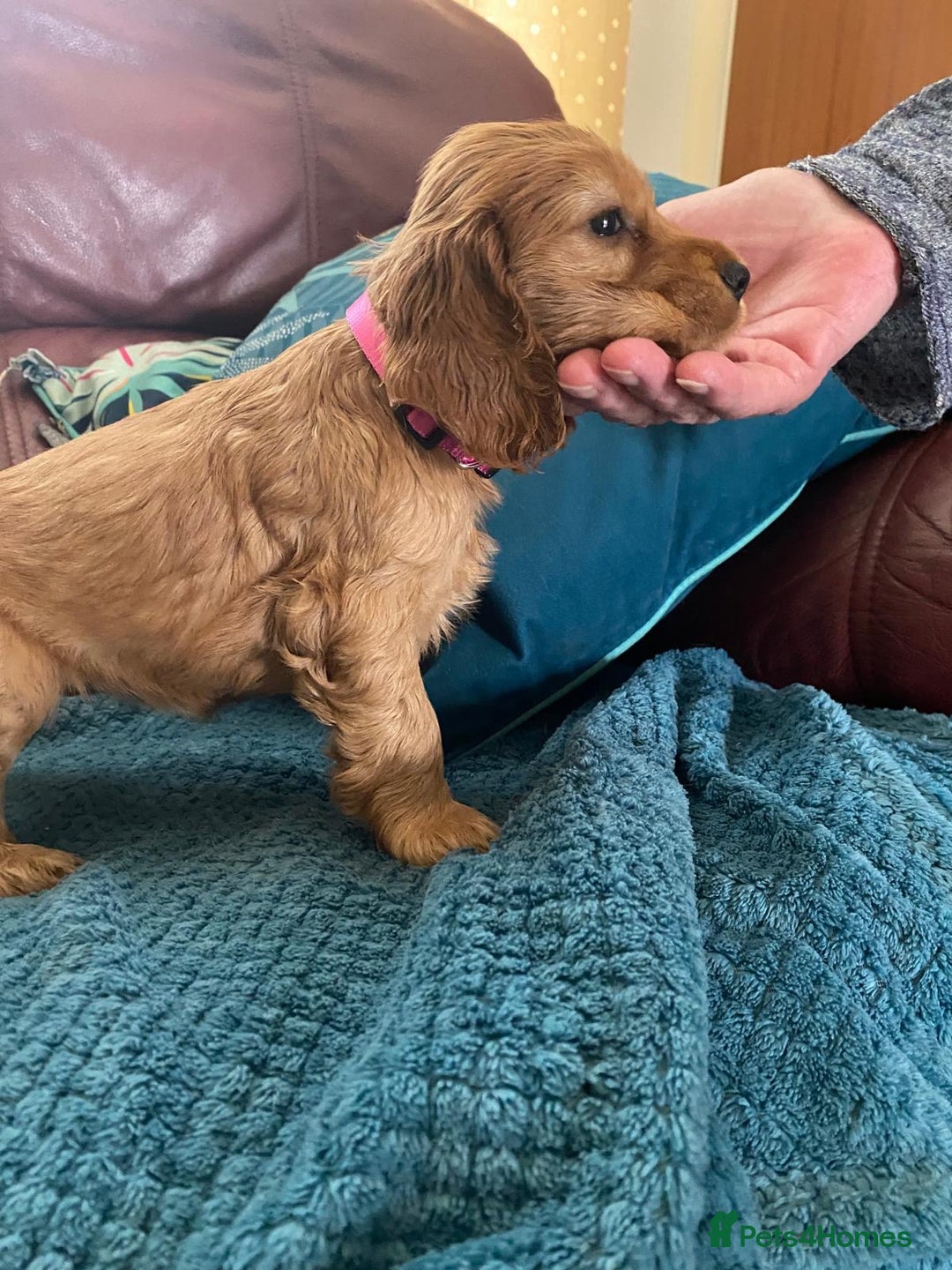 Cocker Spaniel dogs for sale: Pedigree show cockers, sable & golden - Image 8