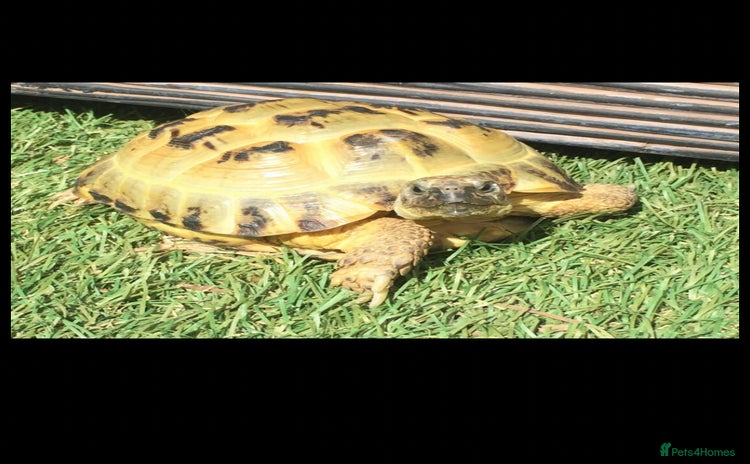Tortoise reptiles - Advert 5