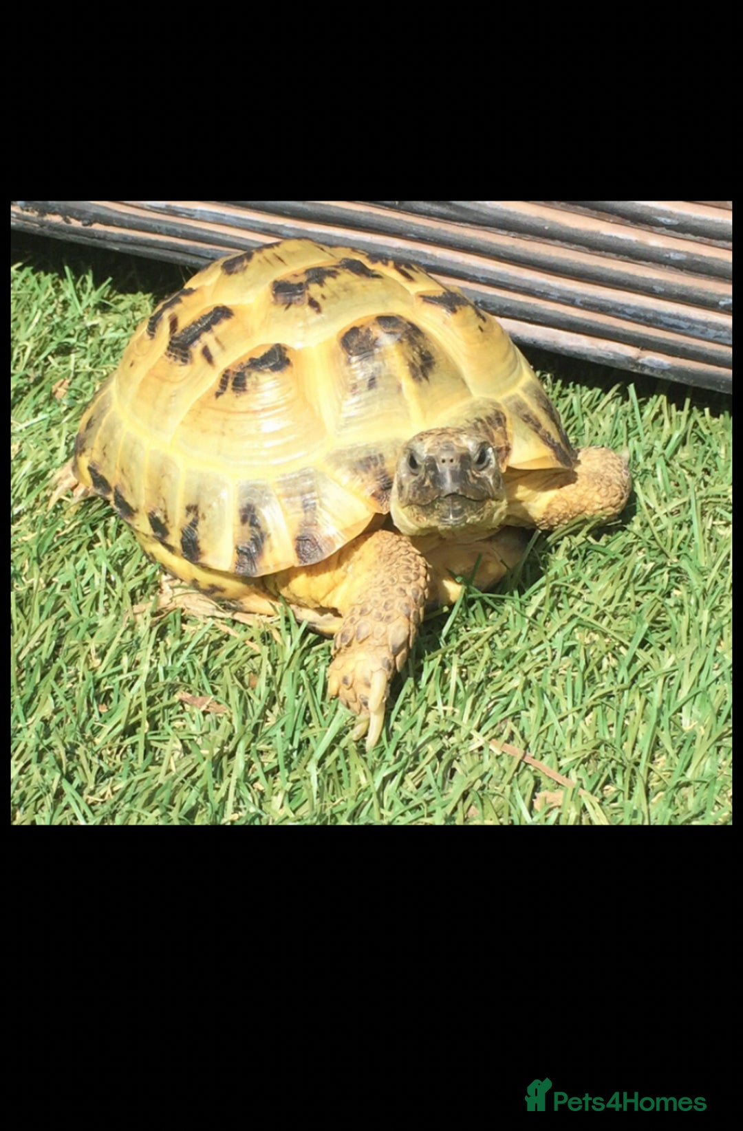 Tortoise reptiles for sale: Horsefield tortoise - Image 1