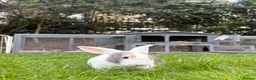 English rabbits for sale: Rabbit for donation in London - Advert 4
