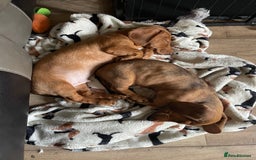 Miniature Dachshund dogs for sale: “Urgent homes needed! – Miniature Dashchunds - Image 7