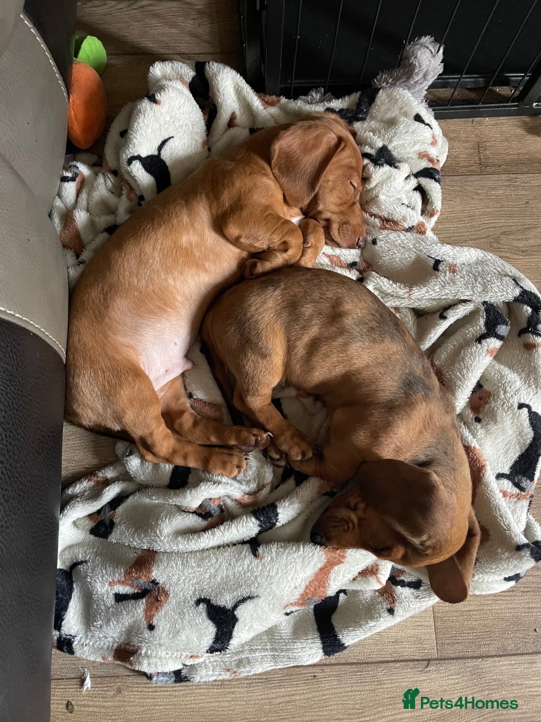 Miniature Dachshund dogs for sale: “Urgent homes needed! – Miniature Dashchunds - Image 7