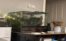 Gecko reptiles for sale: Custom back drops - Image 1