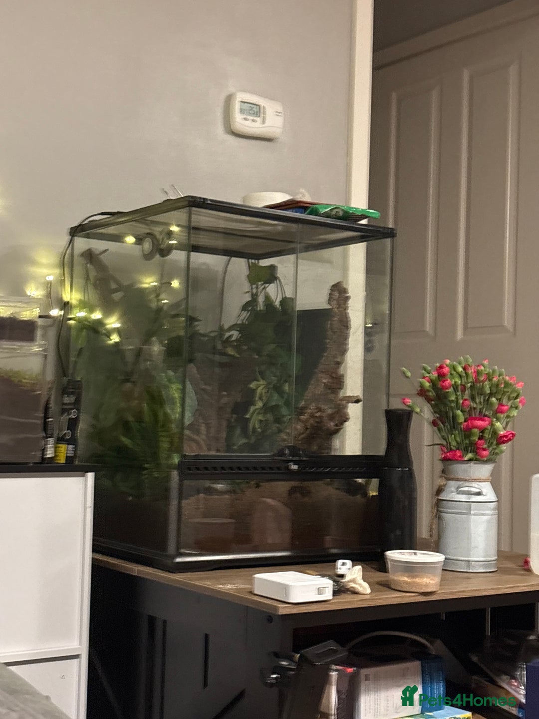 Gecko reptiles for sale: Custom back drops - Image 1