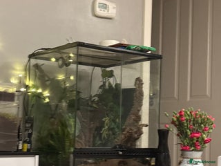 Gecko reptiles - Advert 41