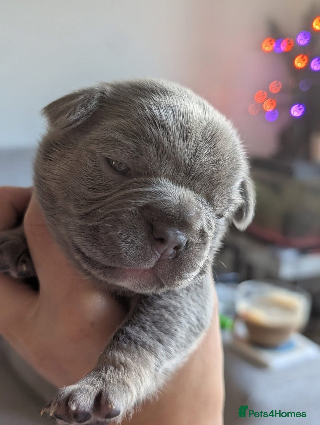 French Bulldog dogs for sale: Beautiful Well Bred French Bulldogs  - Image 6