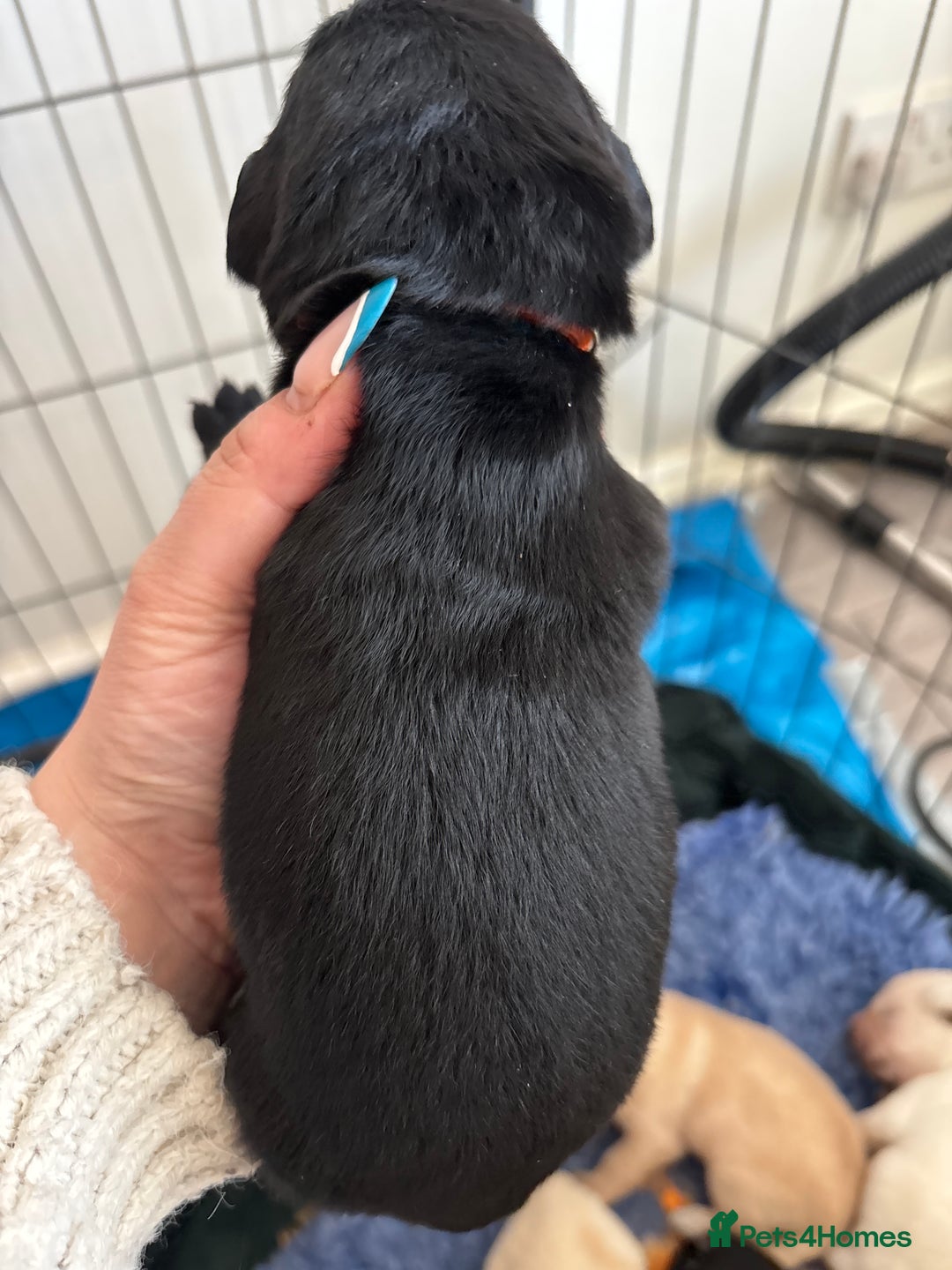 Mixed Breed dogs for sale: Stunning lab/rottie x golden retriever puppies e - Advert 12