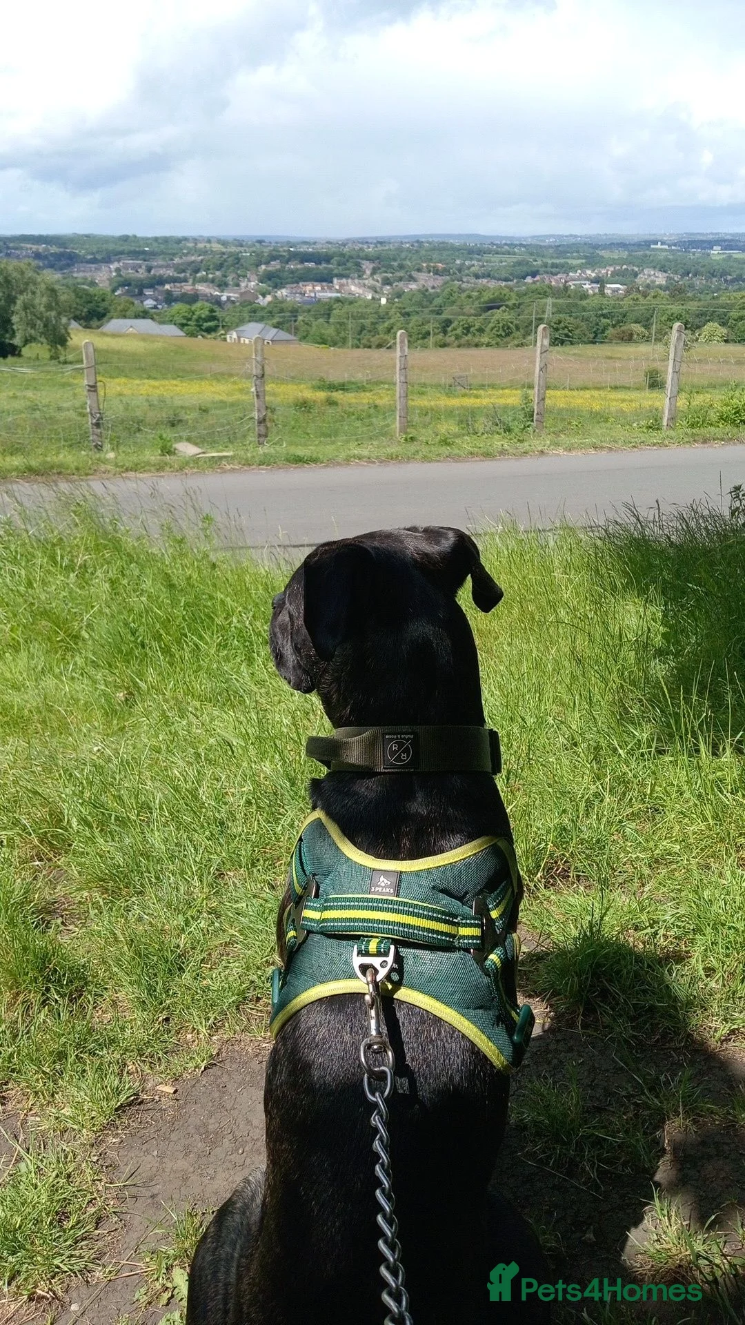 Cane Corso dogs for sale: Zara  in Cleckheaton - Advert 2