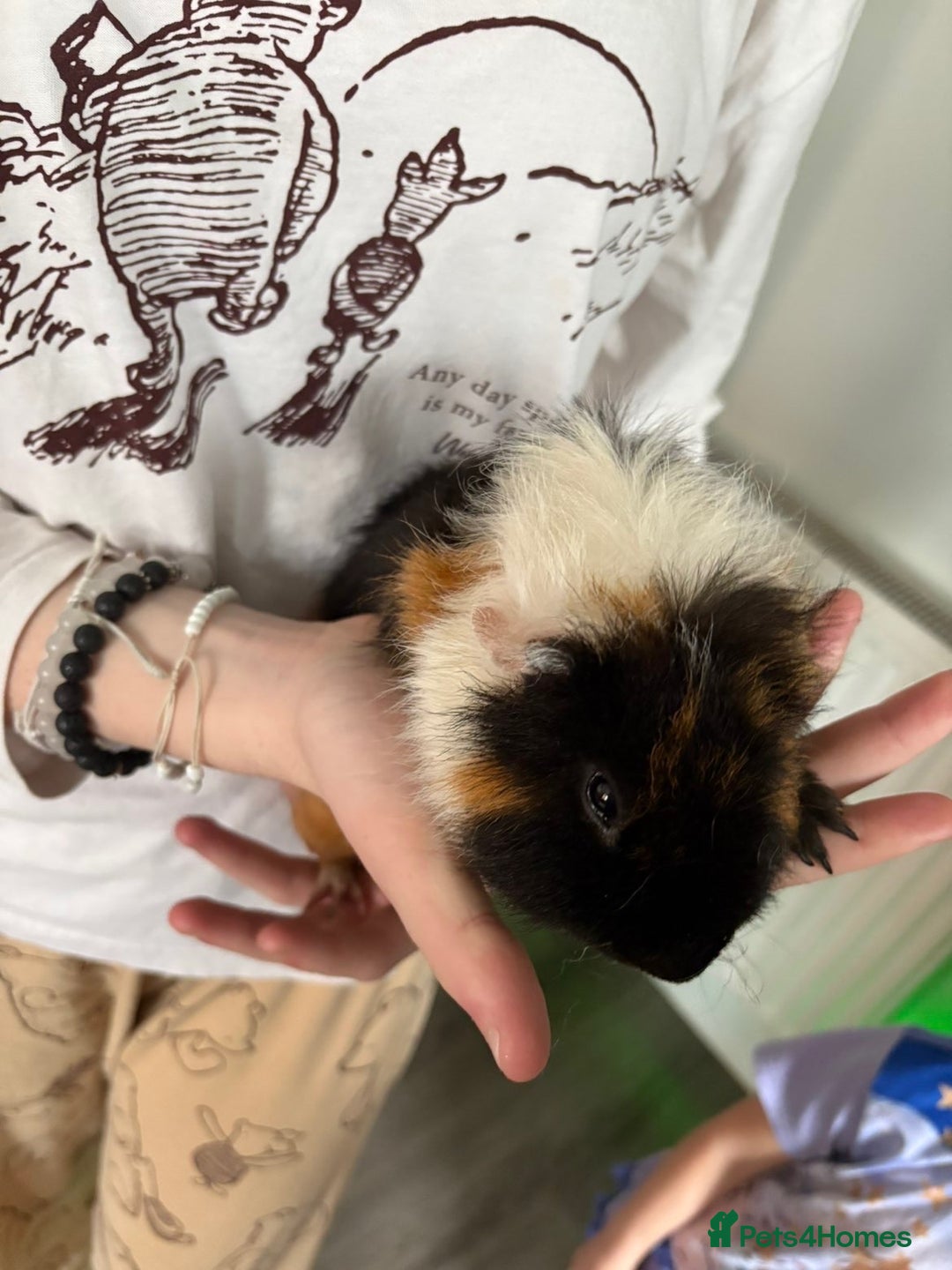 Guinea Pig rodents for sale: Male guinea pigs all different breeds  - Image 6