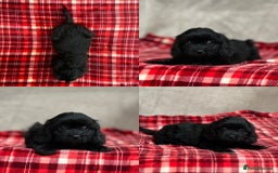 Cavapoo dogs for sale: STUNNING CAVAPOO PUPPIES READY NOW - Image 8