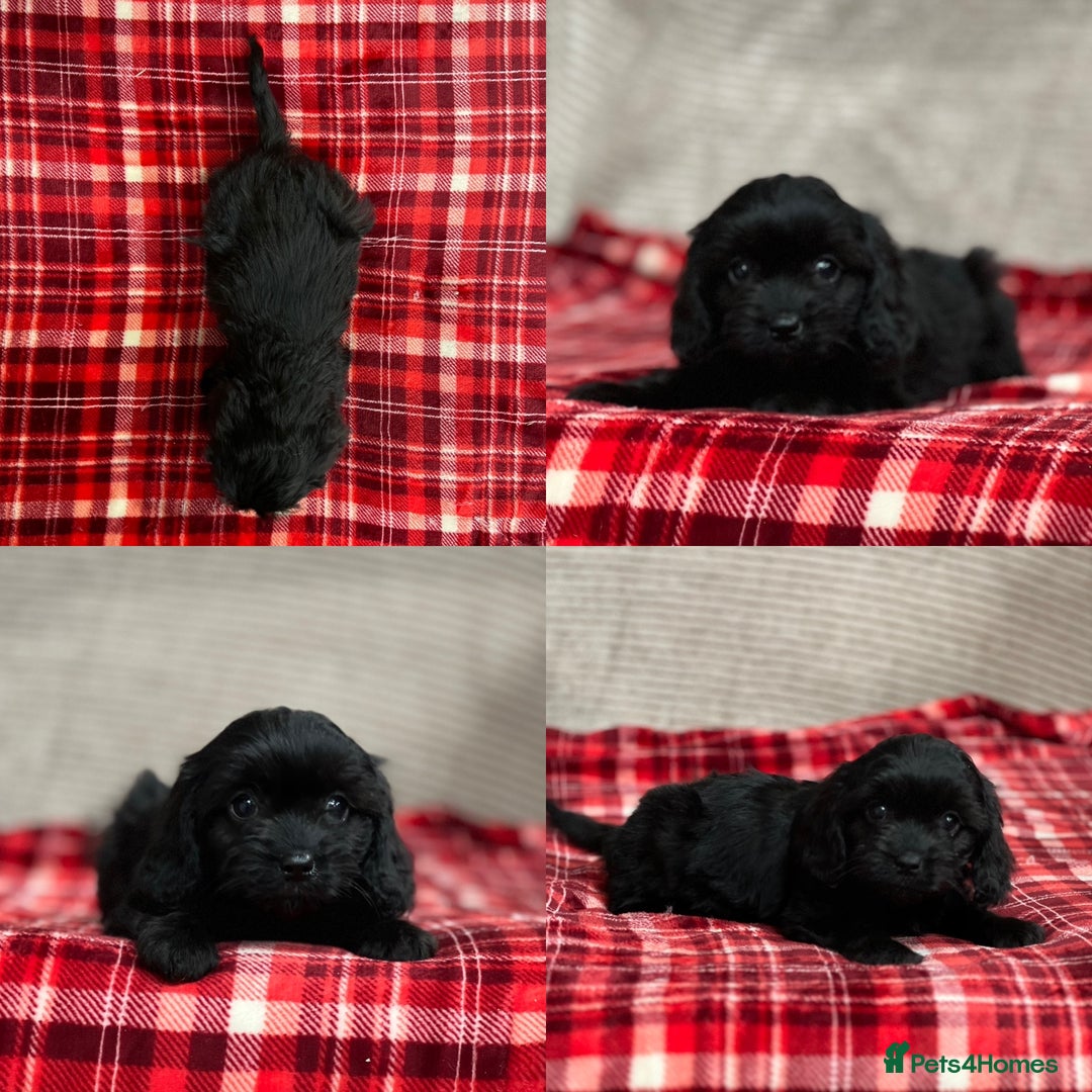 Cavapoo dogs for sale: STUNNING CAVAPOO PUPPIES READY NOW - Image 8